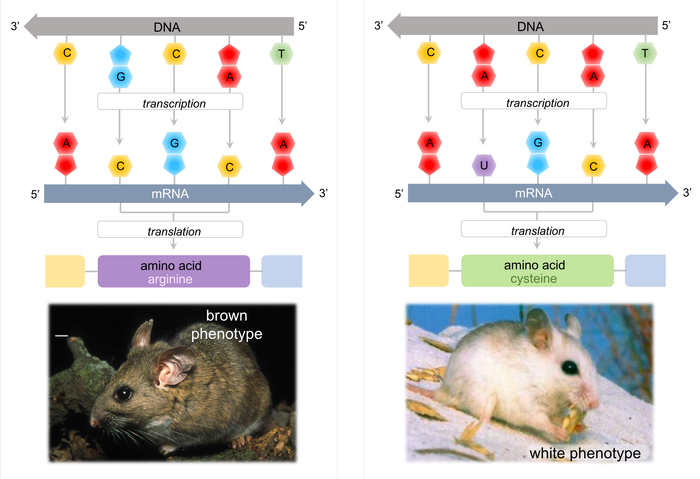 Figure 6. Genotypes determine phenotypes. A change in a single deoxyribonucleotide can change the sequence of amino acids, which can have an effect on the organism's phenotype.