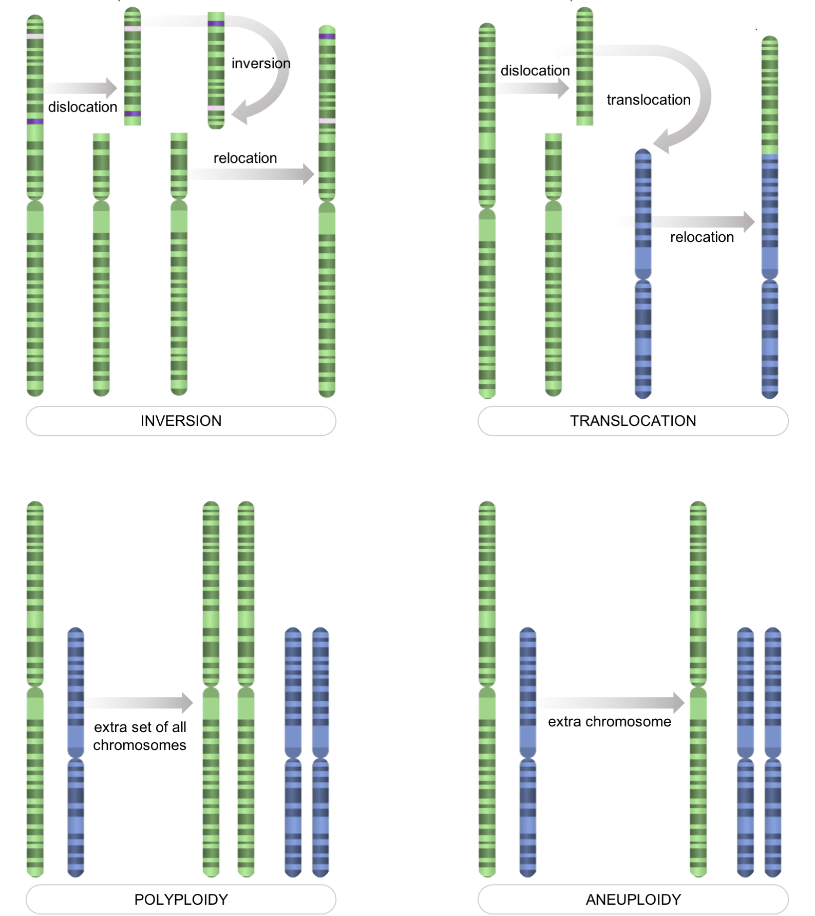 Figure 7. Chromosome-level mutations.