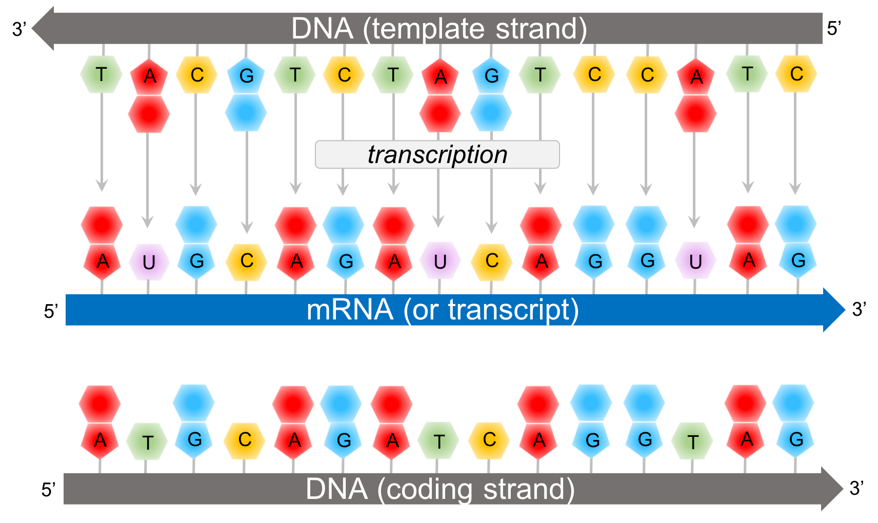 chapter-the-genetic-code-the-biology-primer