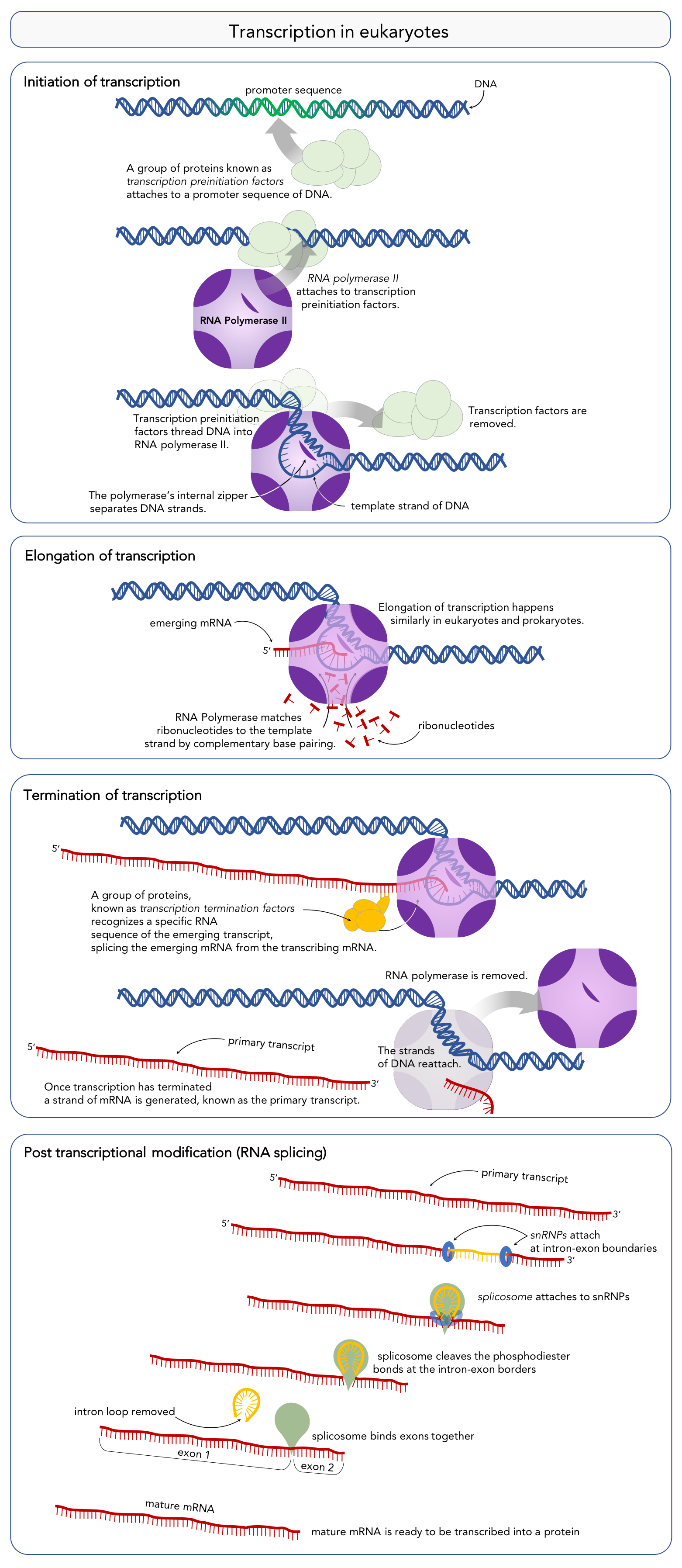 Figure 10. Steps of transcription in eukaryotes and RNA splicing.