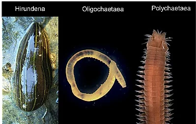Figure 21. Phylum Annelida. Characteristics includes triploblasty, bilateral symmetry, cephalization, presence of a coleom and segmentation.