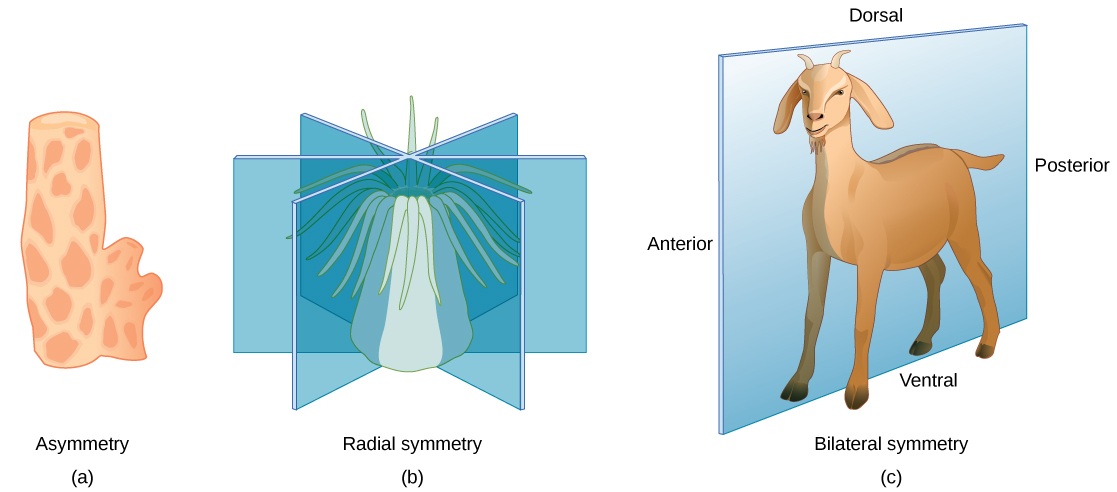 Figure 4. Asymmetry. Sponges also differ from all other animals in that they have an asymmetrical body plan and do not have nerves, muscles, a digestive or a circulatory system. Radial Symmetry. Cnidarians (i.e. jelly fish) and Ctenophorans (box jellies) have radial symmetry, consisting of many planes of symmetry. Bilateral Symmetry. Most animals are bilaterally symmetrical, consisting of two symmetrical halves.