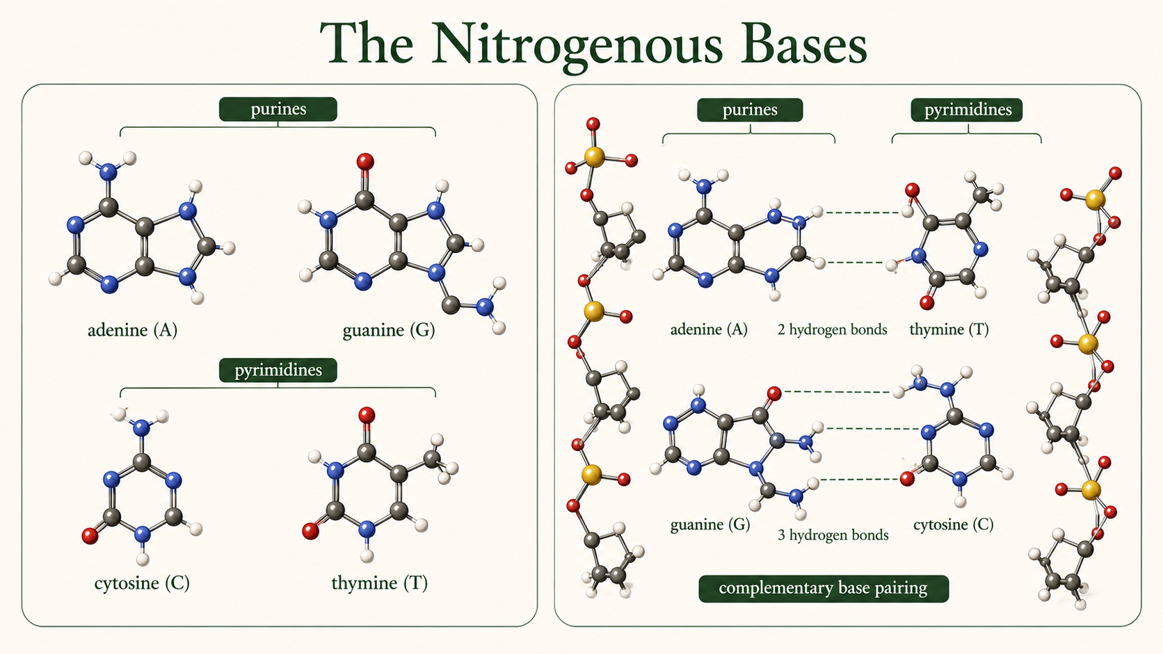 Adenine and guanine are shown as two-ring purines, while cytosine and thymine are one-ring pyrimidines.