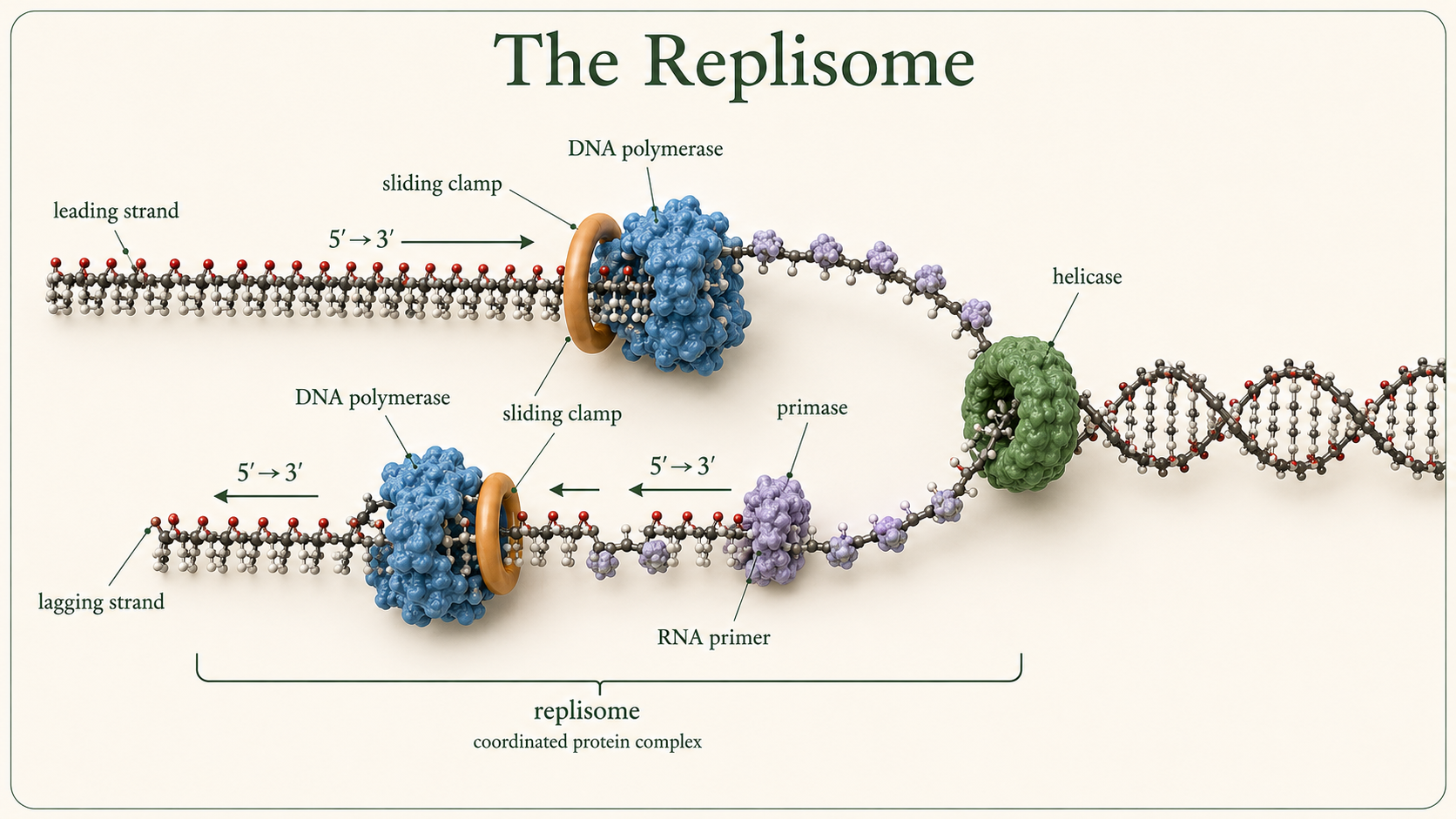 A replisome at a DNA fork coordinates helicase, primase, polymerases, and clamps on the leading and lagging strands.