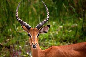 Impala