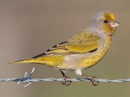 Cape Canary