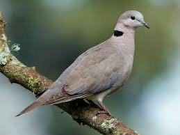 Turtle Dove
