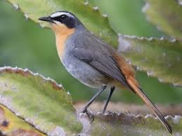 Cape Robin