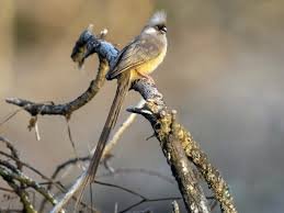 Speckled Mousebird