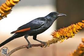 Red-winged Starling