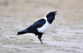 Pied Crow