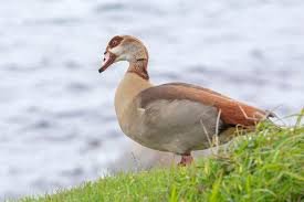Egyptian Goose