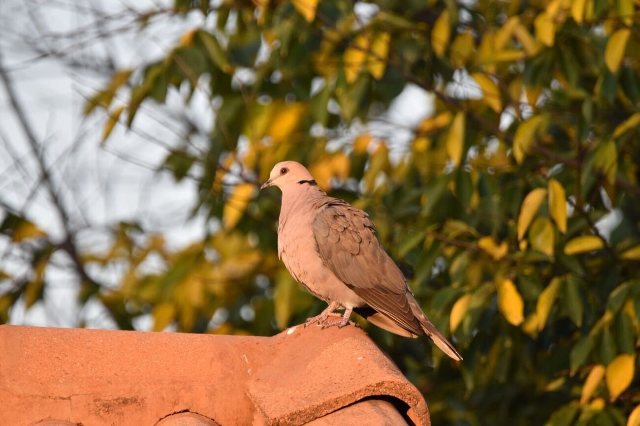 Red-eyed dove
