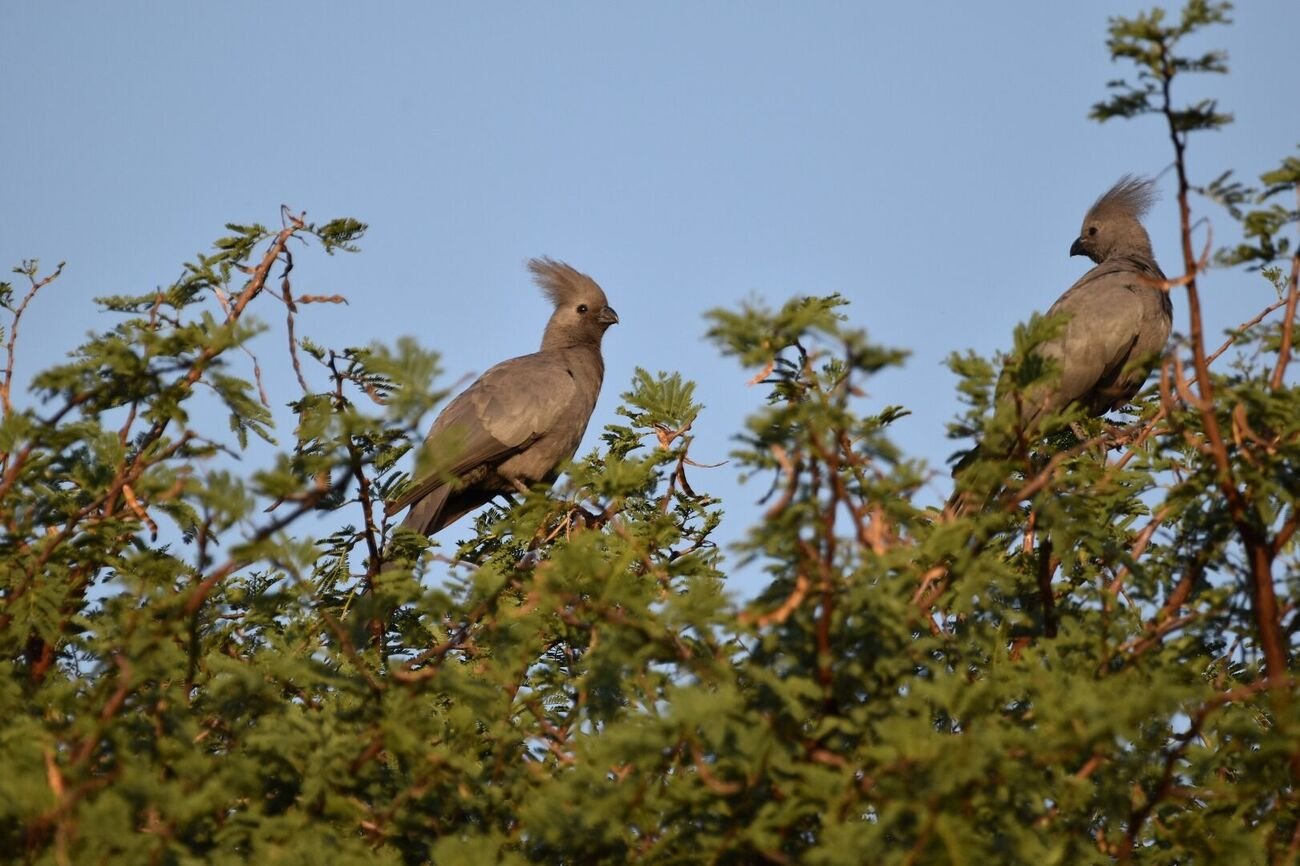 Go-away Bird