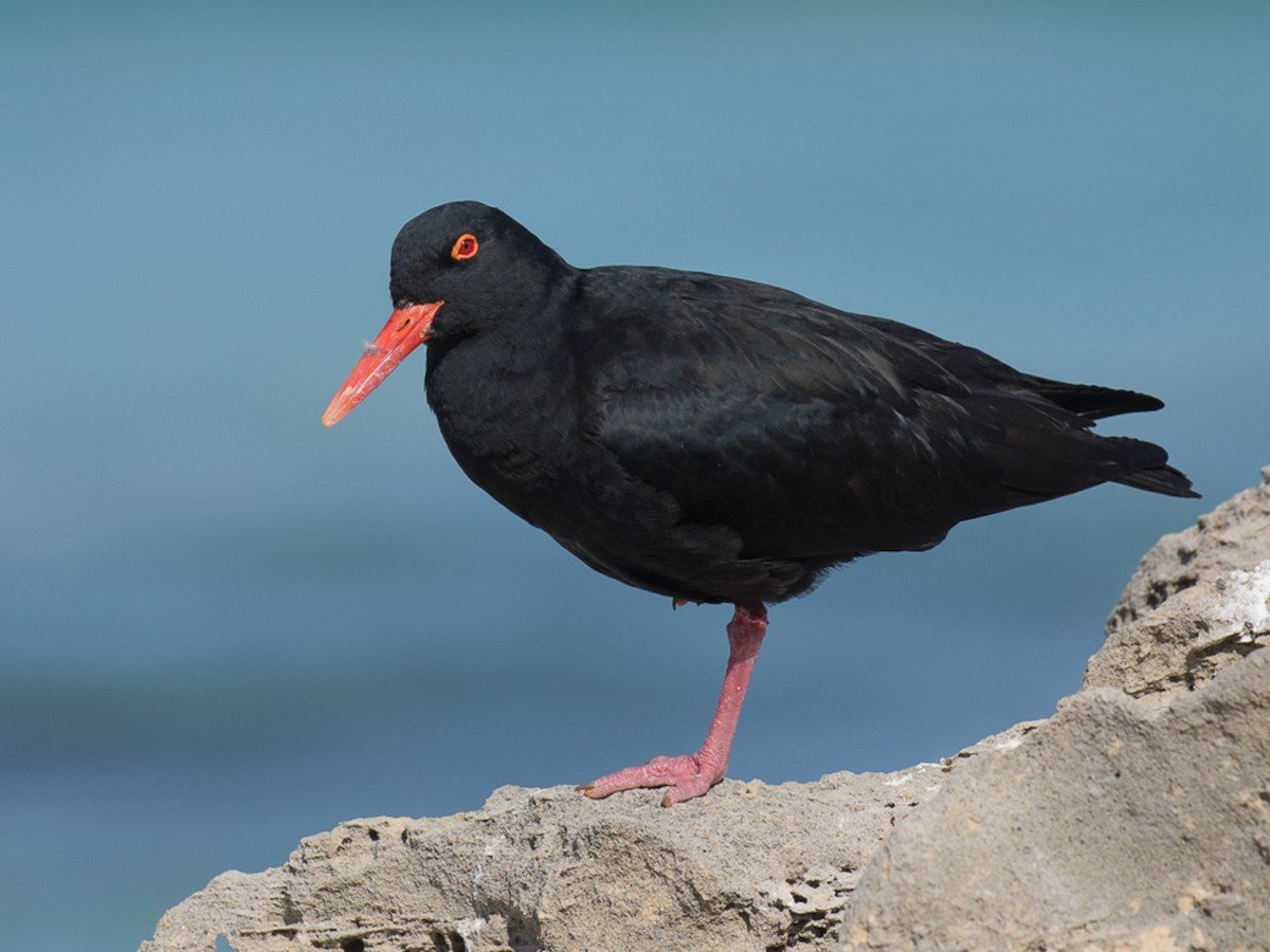 African oystereater
