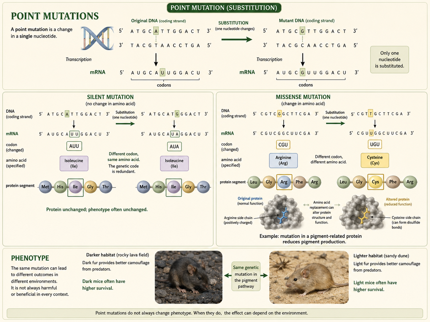 A single nucleotide substitution changes an mRNA codon, producing either a silent or missense mutation.