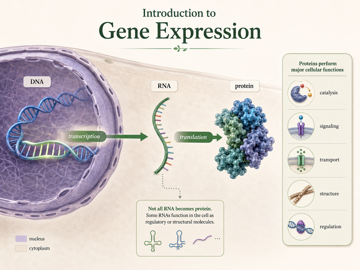 DNA information flows to RNA and then to a folded protein that performs cellular functions.