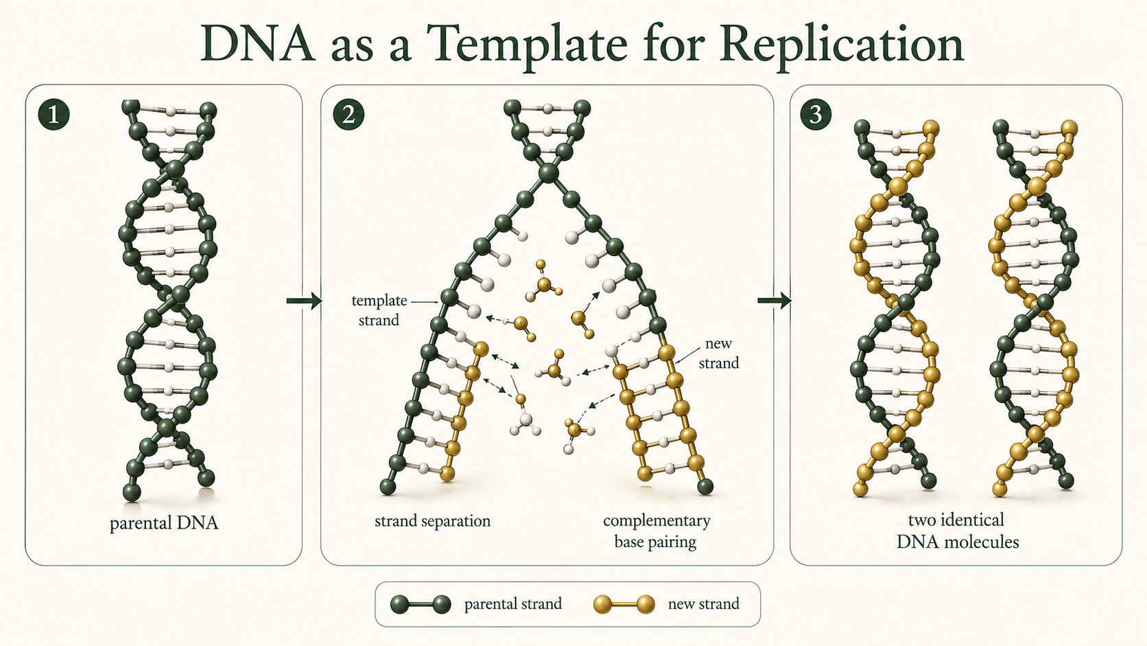 Separated parental DNA strands guide complementary nucleotide pairing to produce two daughter DNA molecules.