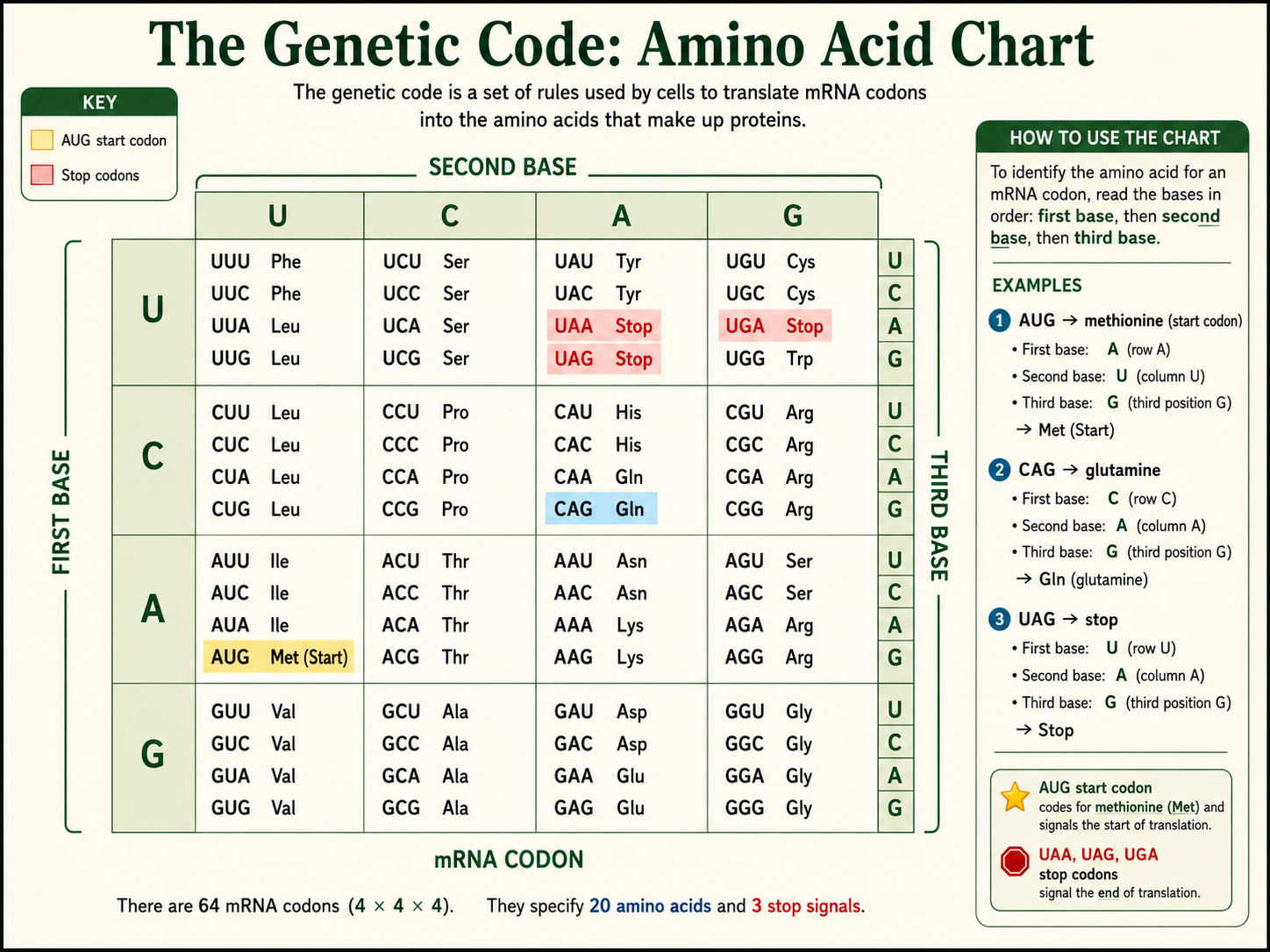 All 64 codons are shown. AUG is highlighted as the start codon for methionine, and UAA, UAG, and UGA are marked as stop codons. A small callout shows example translations: AUG to methionine, CAG to glutamine, and UAG to stop.