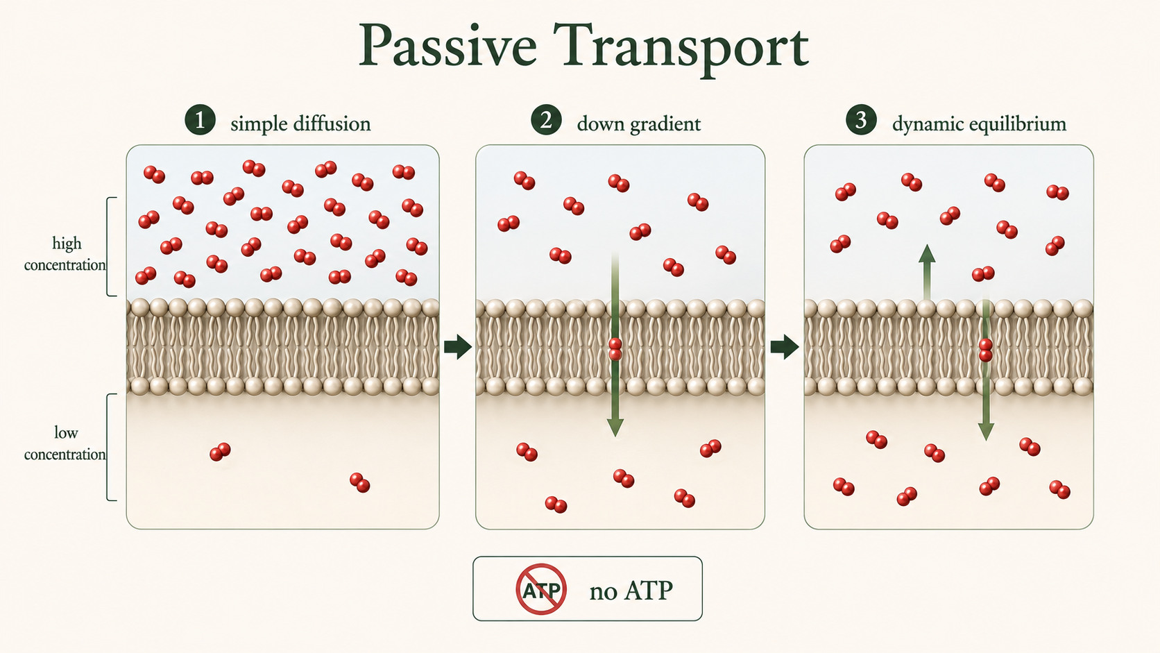 Small nonpolar molecules diffuse through a phospholipid bilayer from high to low concentration without ATP.