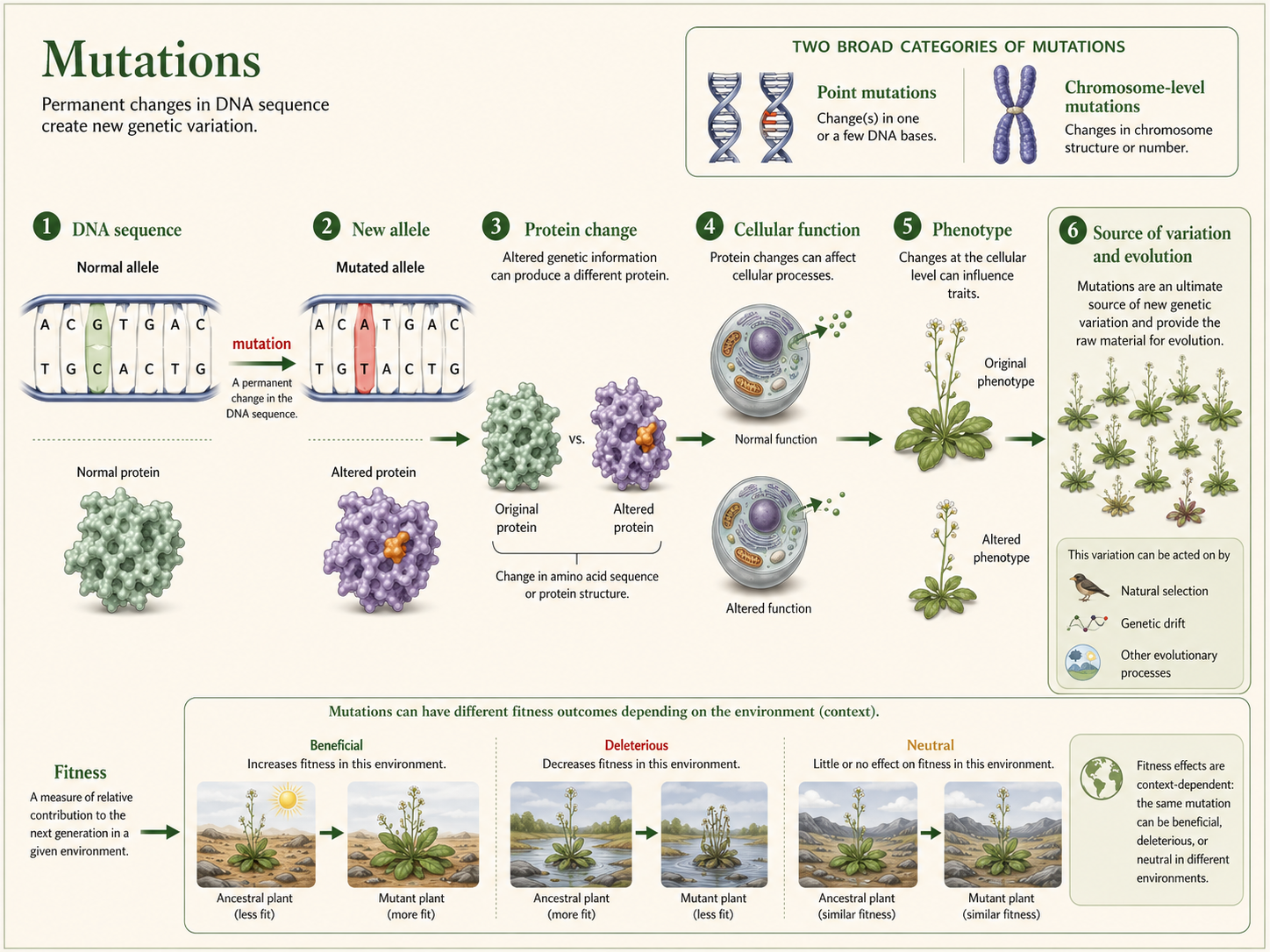 A DNA mutation creates a new allele that may affect protein function, phenotype, and fitness.