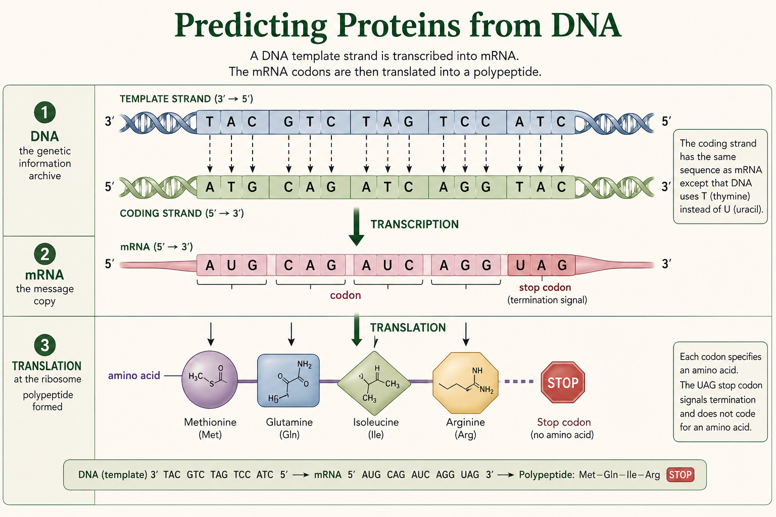 A DNA template is transcribed into mRNA codons, which translate into methionine, glutamine, isoleucine, and arginine.