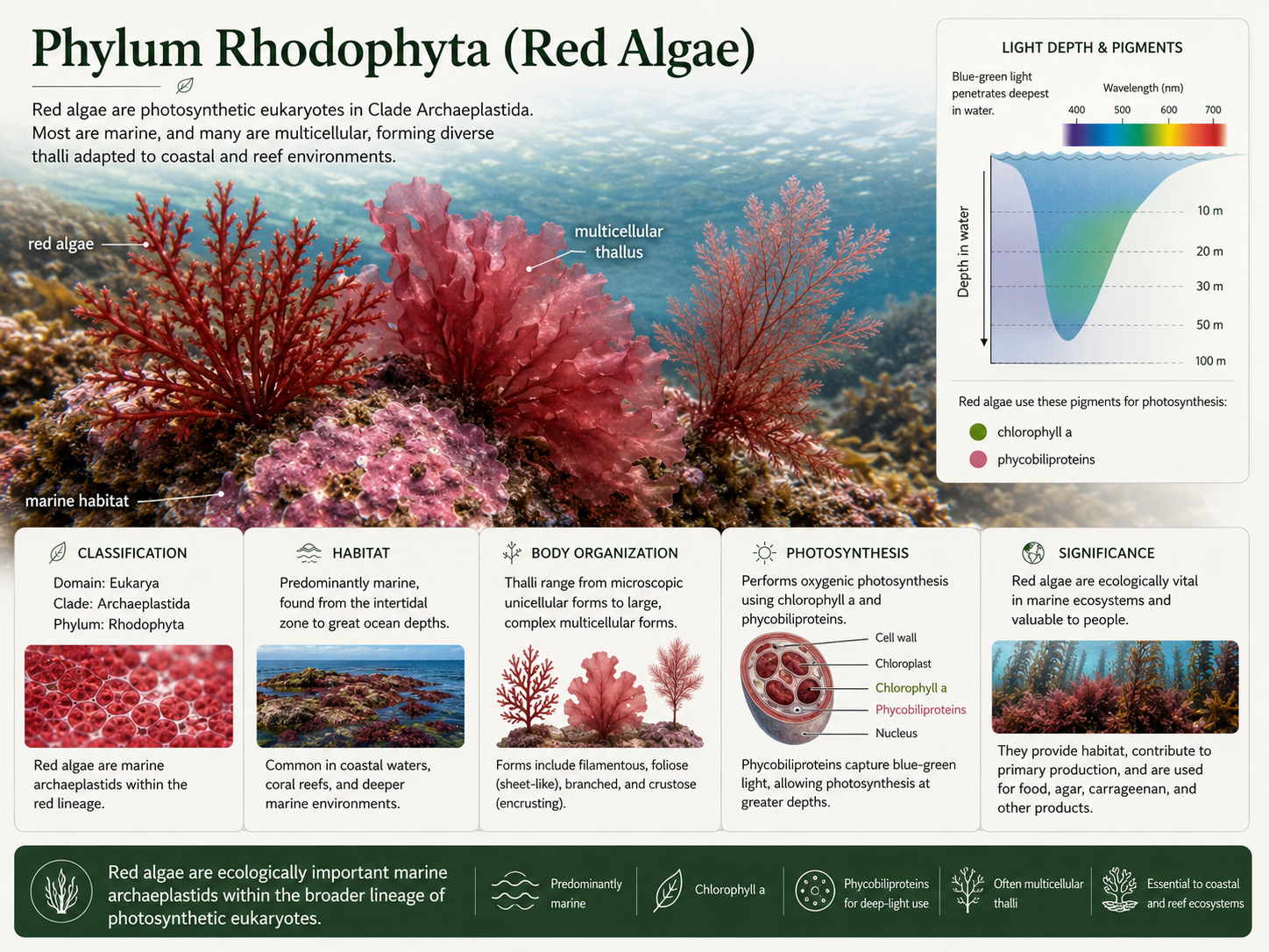 Phylum Rhodophyta. Red algae are mostly marine archaeplastids that use chlorophyll a and phycobiliproteins. Their accessory pigments help them photosynthesize in aquatic environments where light conditions differ from those on land.