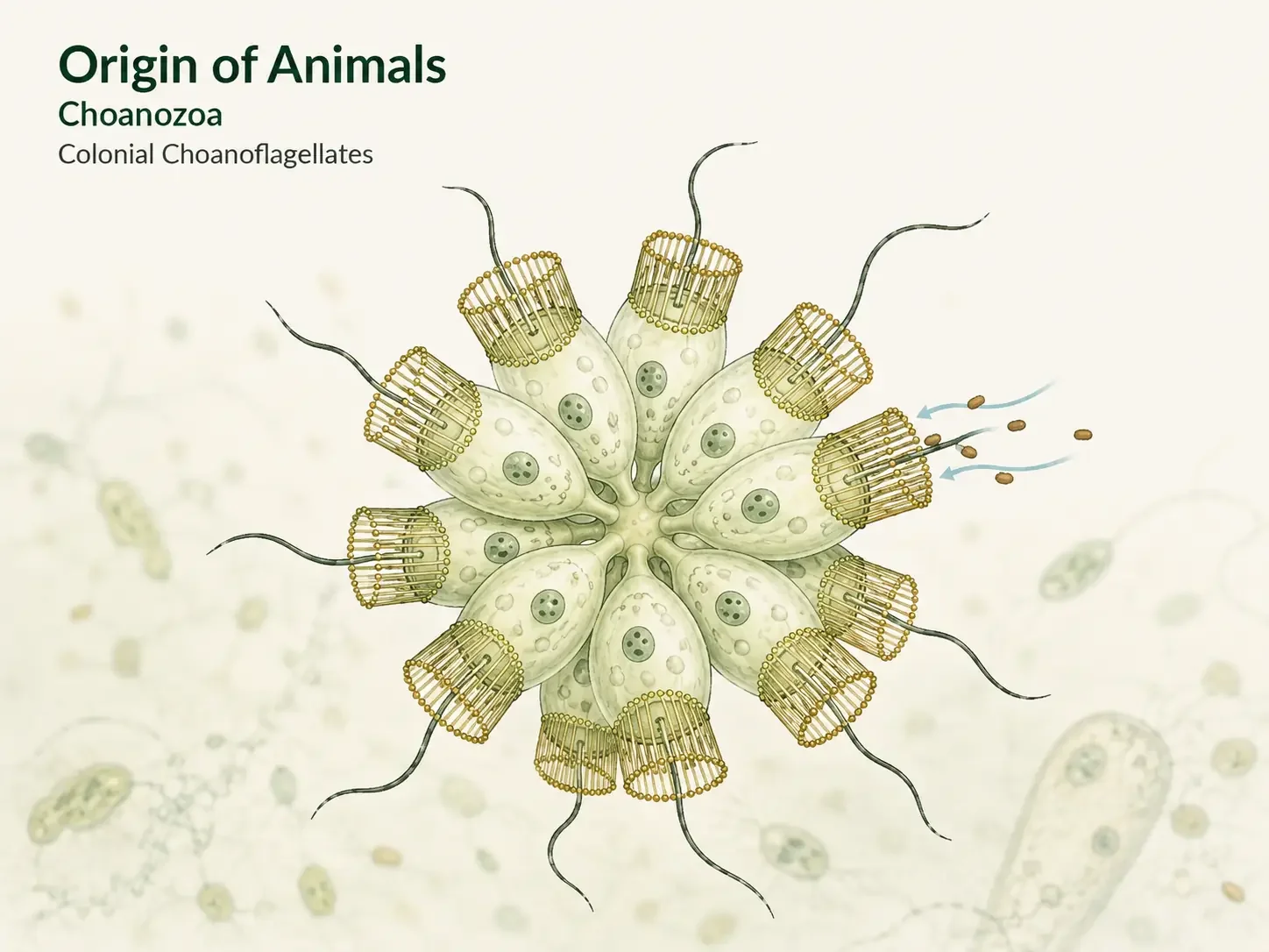 Colony of connected choanoflagellate cells, each with its own collar and outward-facing flagellum.