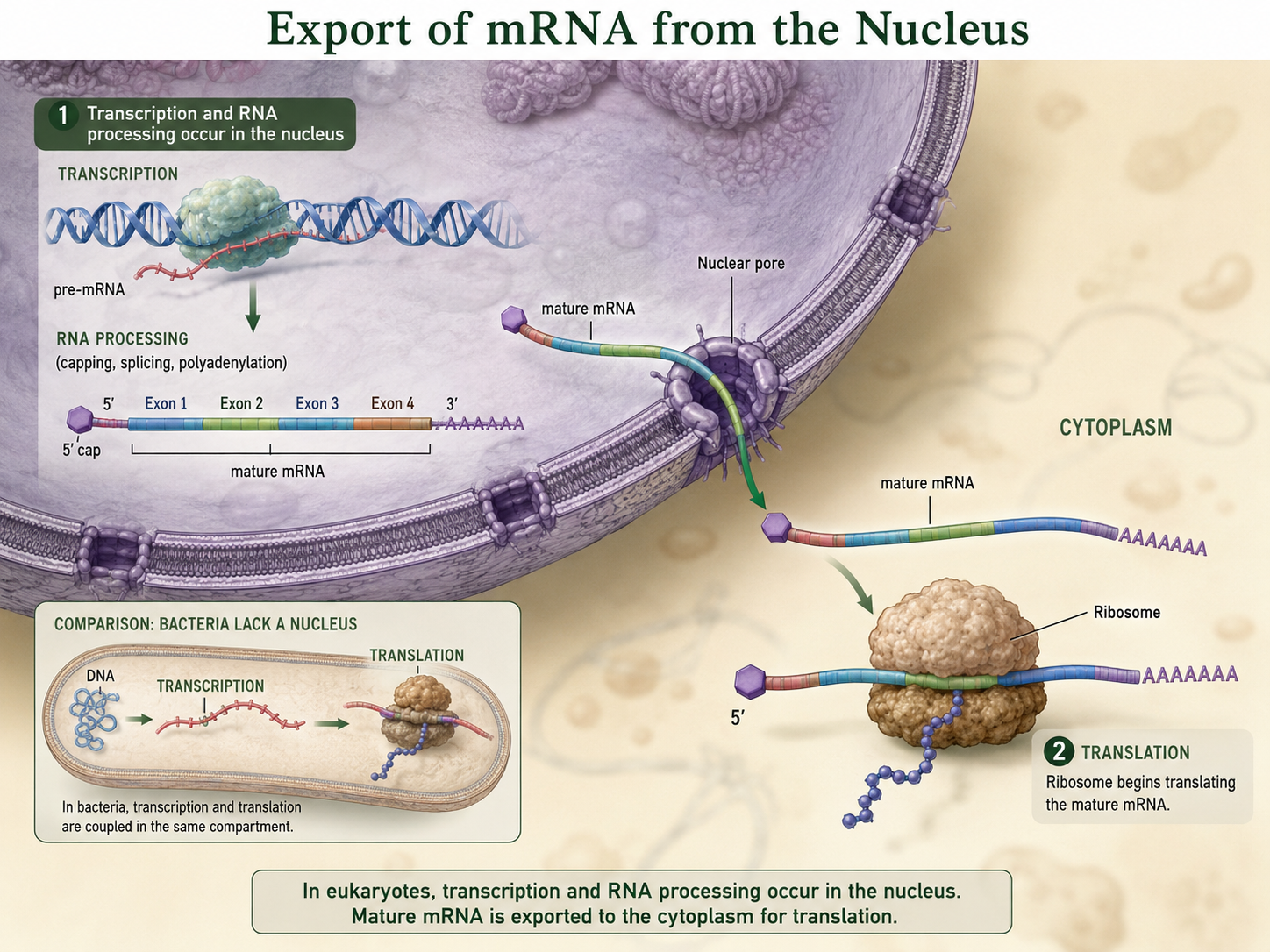 Processed mRNA exits the nucleus through a nuclear pore and moves to the cytoplasm for translation.