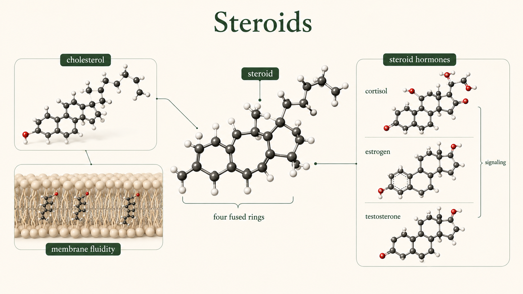 A four-ring steroid skeleton connects cholesterol with membrane stabilization and the production of several signaling hormones.