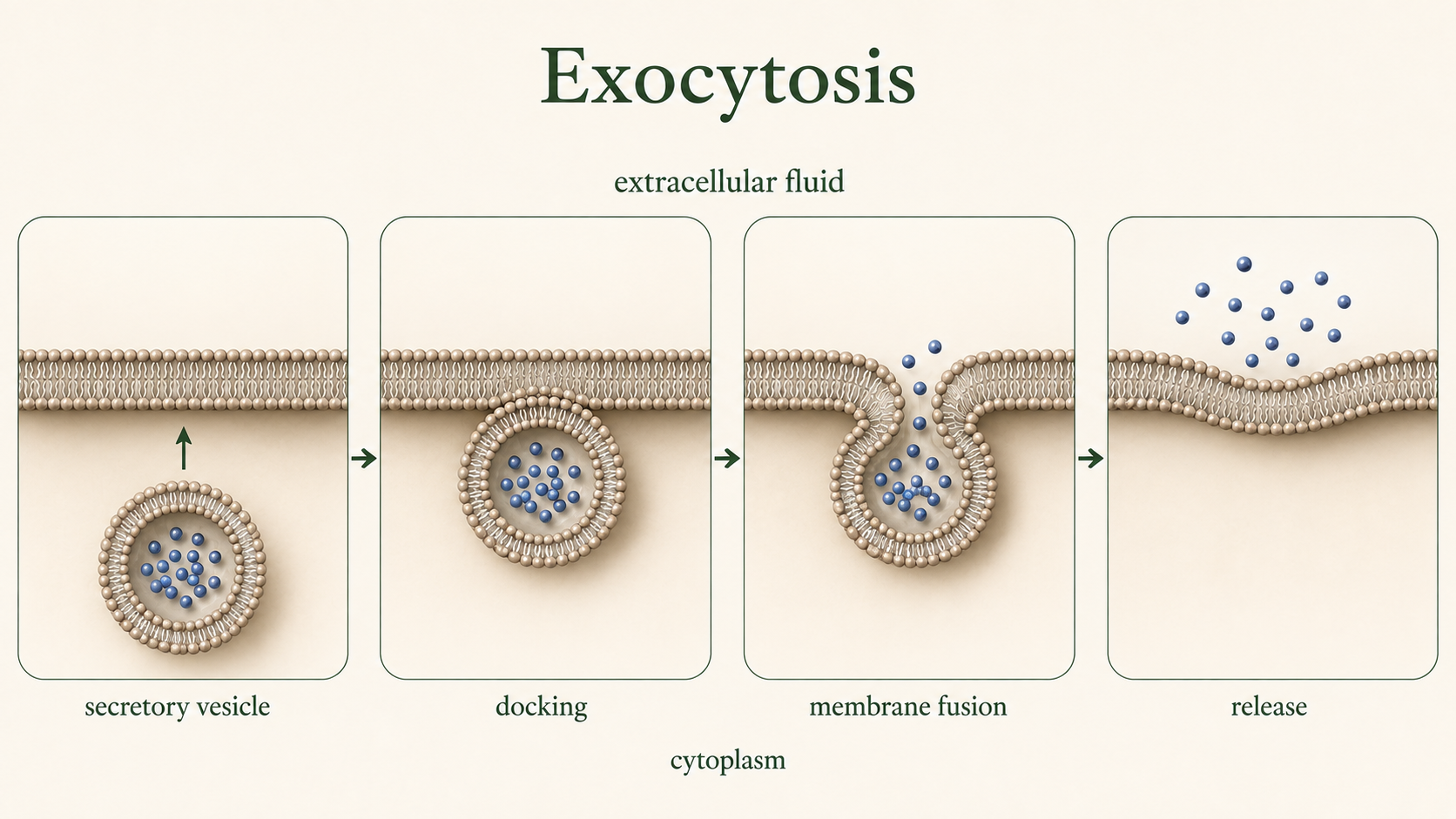 A secretory vesicle docks with the plasma membrane, fuses, and releases its contents outside the cell.