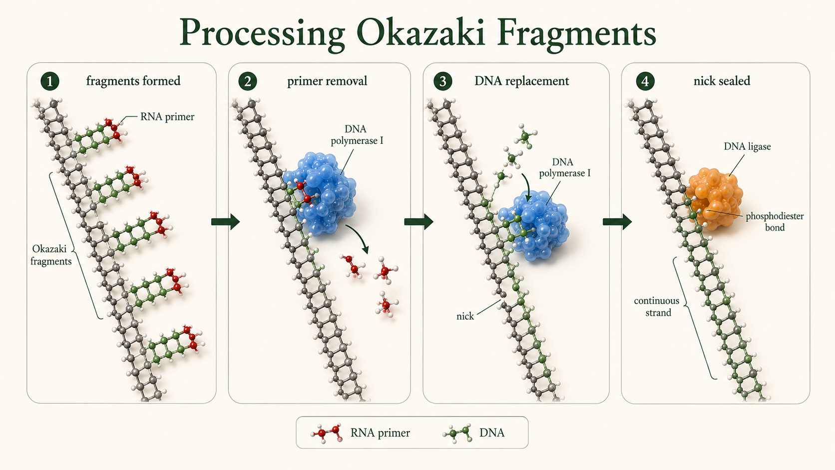RNA primers are removed, gaps are filled with DNA, and DNA ligase joins adjacent Okazaki fragments.