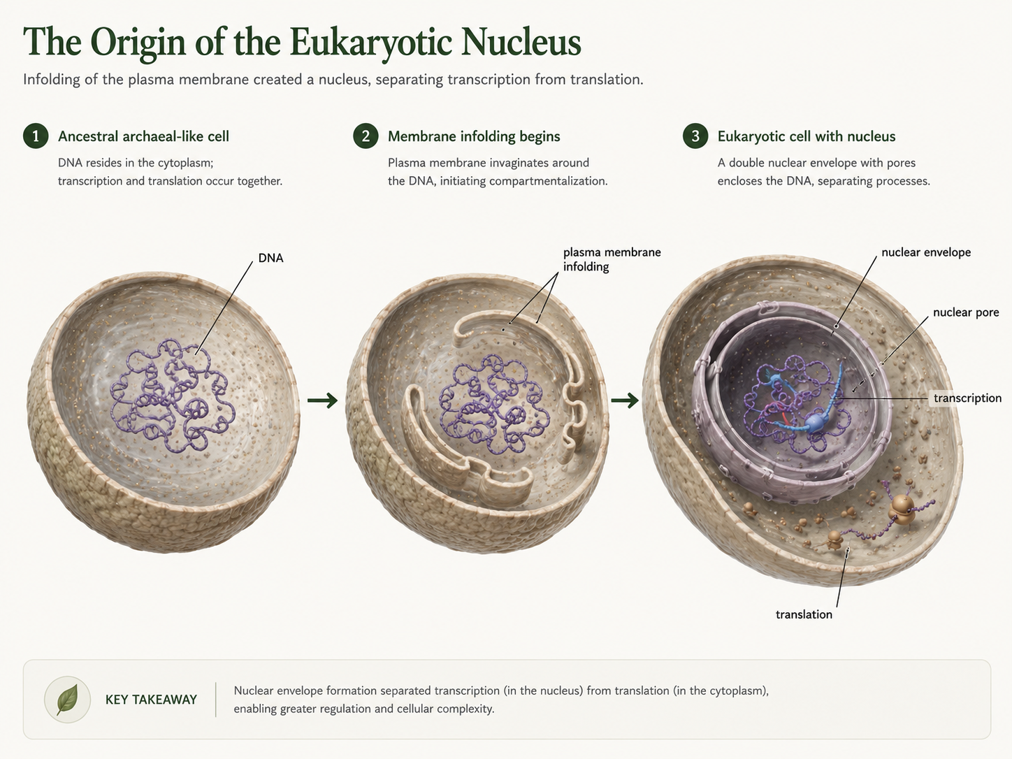 Nuclear Evolution Chapter: Protists and the Origin of Eukarya — The Biology Primer