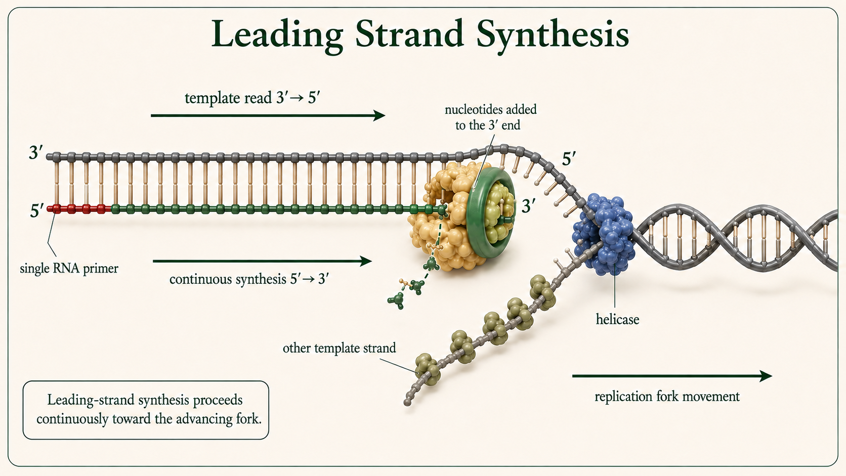 DNA polymerase continuously synthesizes the leading strand 5′ to 3′ toward the advancing replication fork.