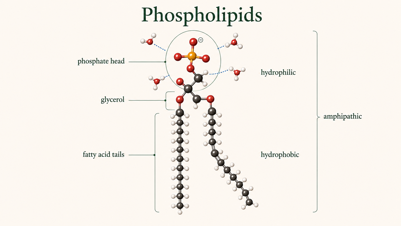 A phospholipid shows a water-attracting phosphate head, glycerol, and two water-avoiding fatty acid tails, one of which is kinked.