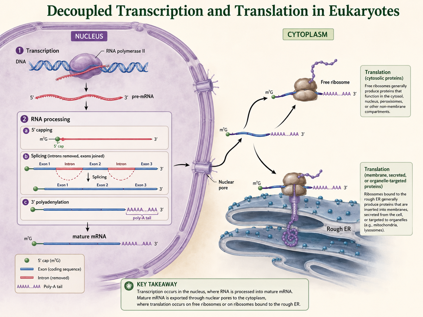 Eukaryotic transcription occurs in the nucleus, while processed mRNA is translated in the cytoplasm or rough ER.
