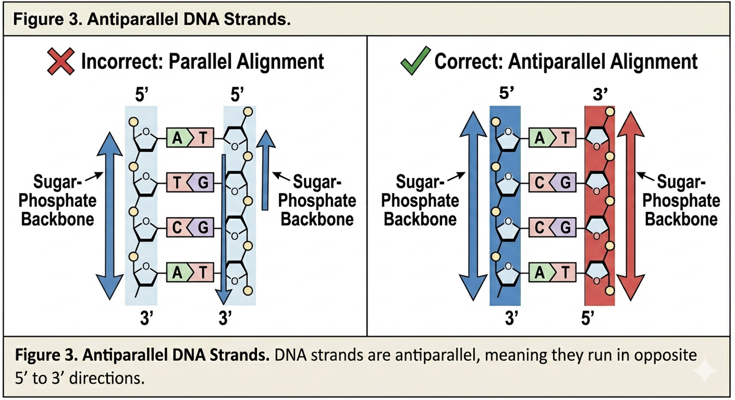 Antiparallel Chapter: DNA Synthesis — The Biology Primer