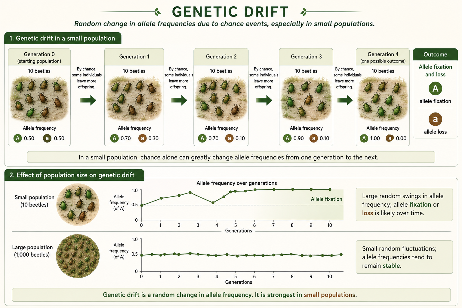 A small population changes by chance across generations, with one allele becoming common and another disappearing.