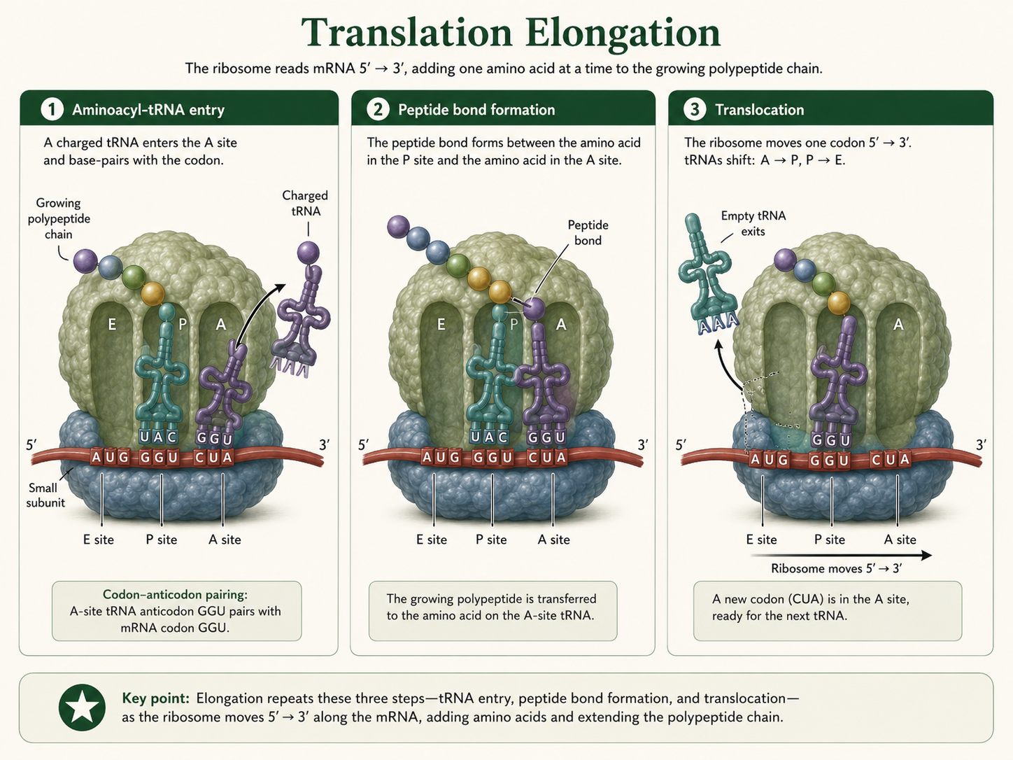 A ribosome elongates a polypeptide as tRNAs move through the A, P, and E sites.