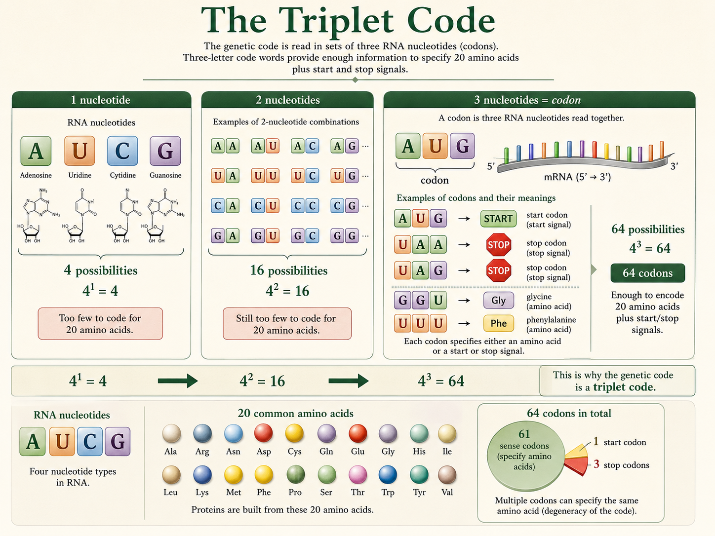One-, two-, and three-nucleotide codes are compared, showing that triplet codons produce 64 possible code words.