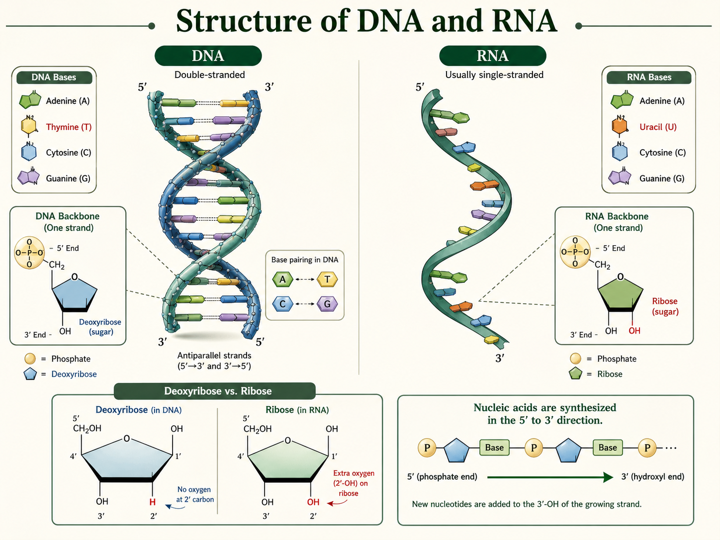 DNA and RNA are compared by strand structure, sugar type, bases, and 5 prime to 3 prime directionality.