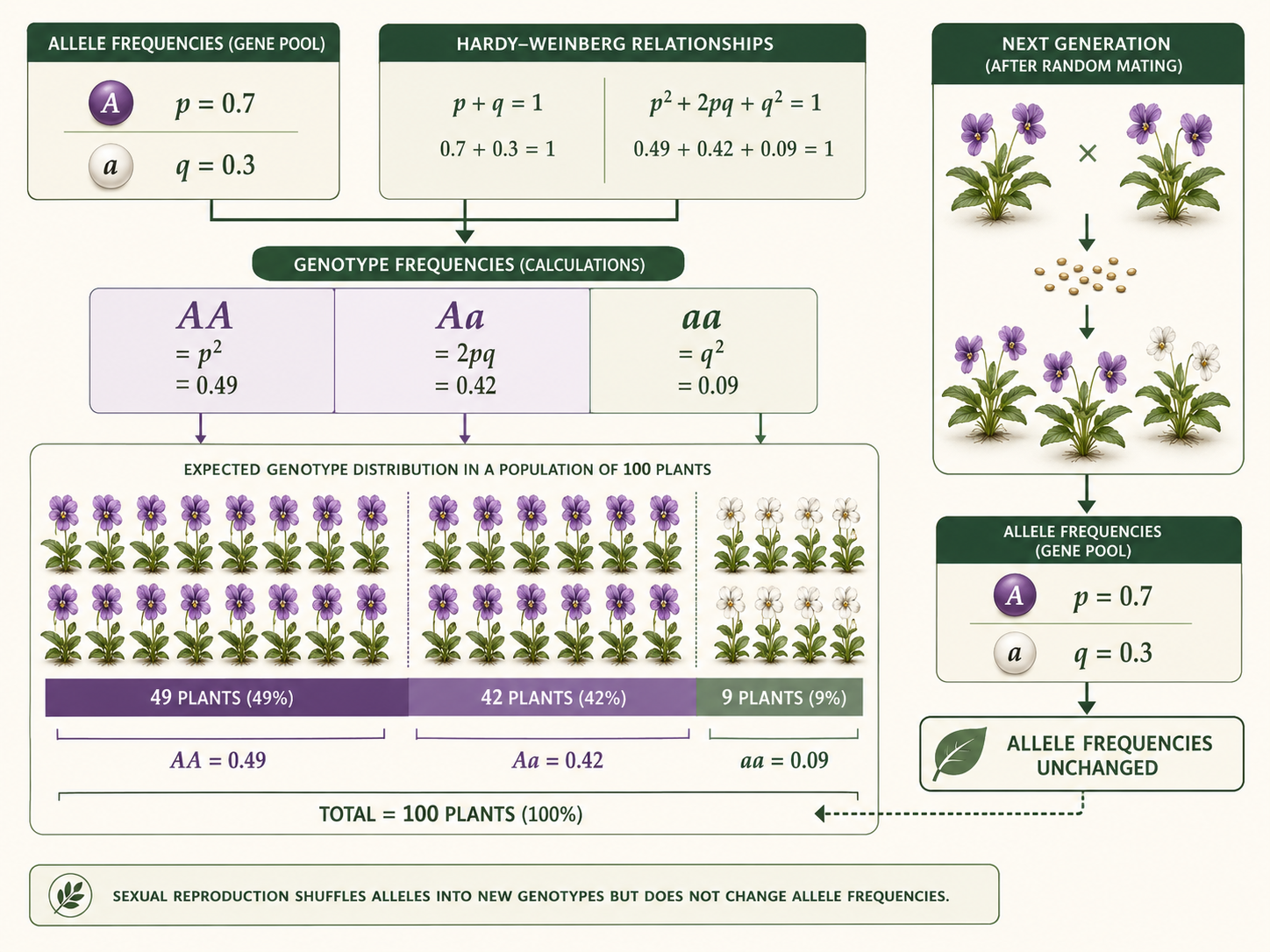 allele frequencies p = 0.7 for allele A and q = 0.3 for allele a. The values are used to calculate p² = 0.49 for AA, 2pq = 0.42 for Aa, and q² = 0.09 for aa. A proportional population graphic shows 49% AA, 42% Aa, and 9% aa,