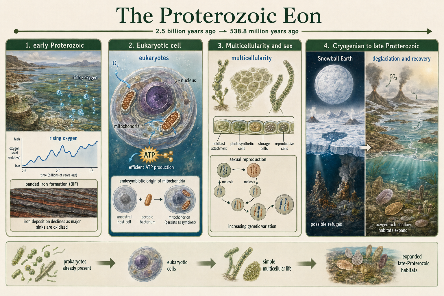 Rising oxygen, eukaryotes, mitochondria, multicellularity, sex, and Snowball Earth define the Proterozoic.