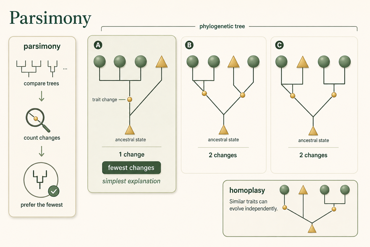 Possible trees are compared, and the tree requiring the fewest trait changes is highlighted as most parsimonious.