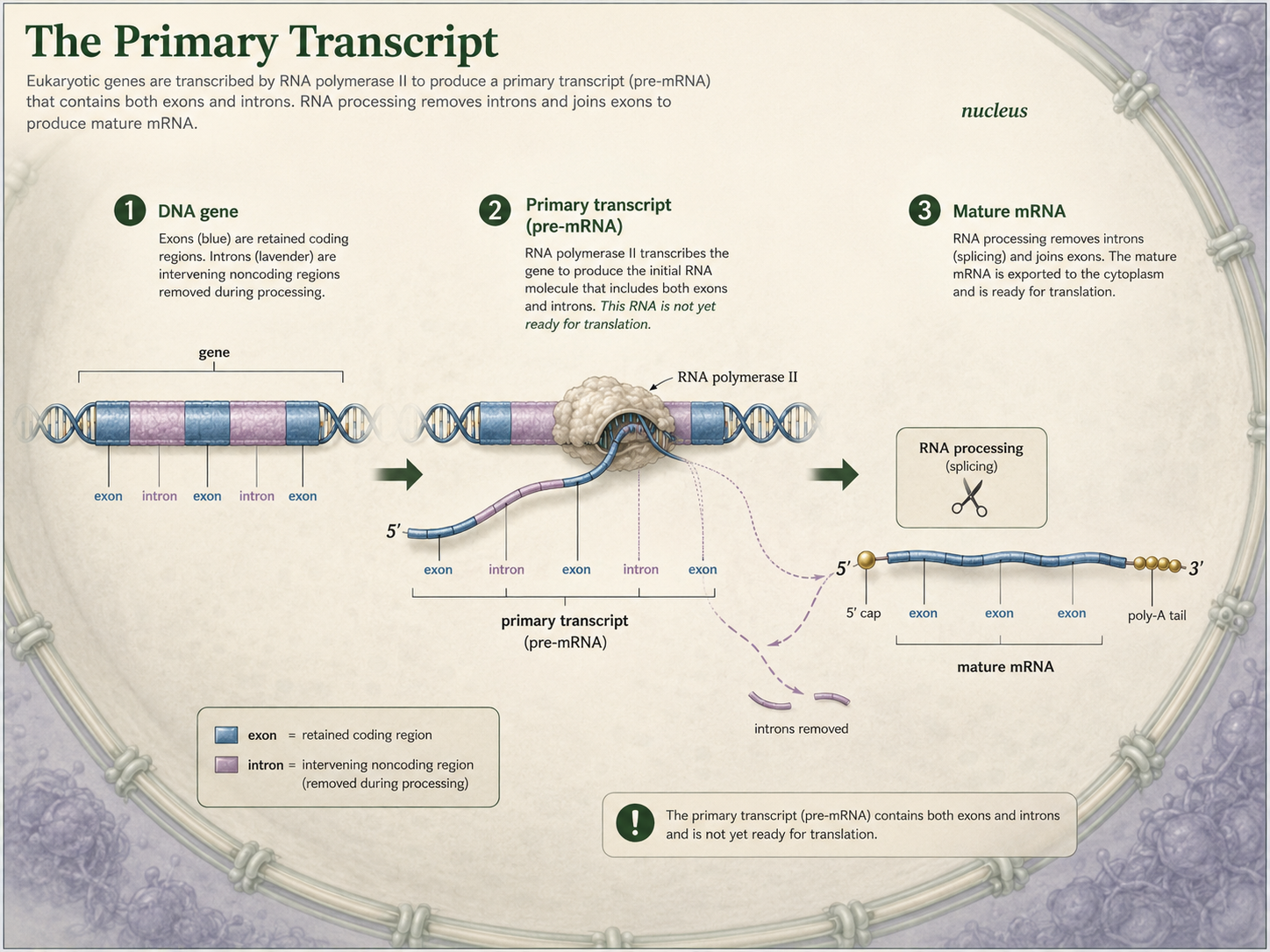 A primary transcript contains exons and introns before processing creates mature mRNA.