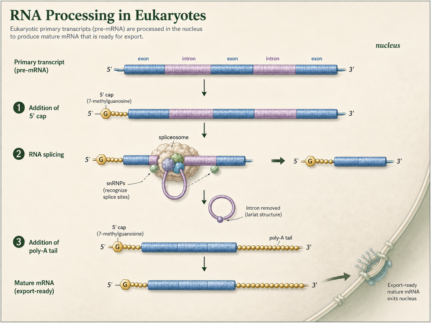 Pre-mRNA receives a 5 prime cap, poly-A tail, and splicing to remove introns and join exons.