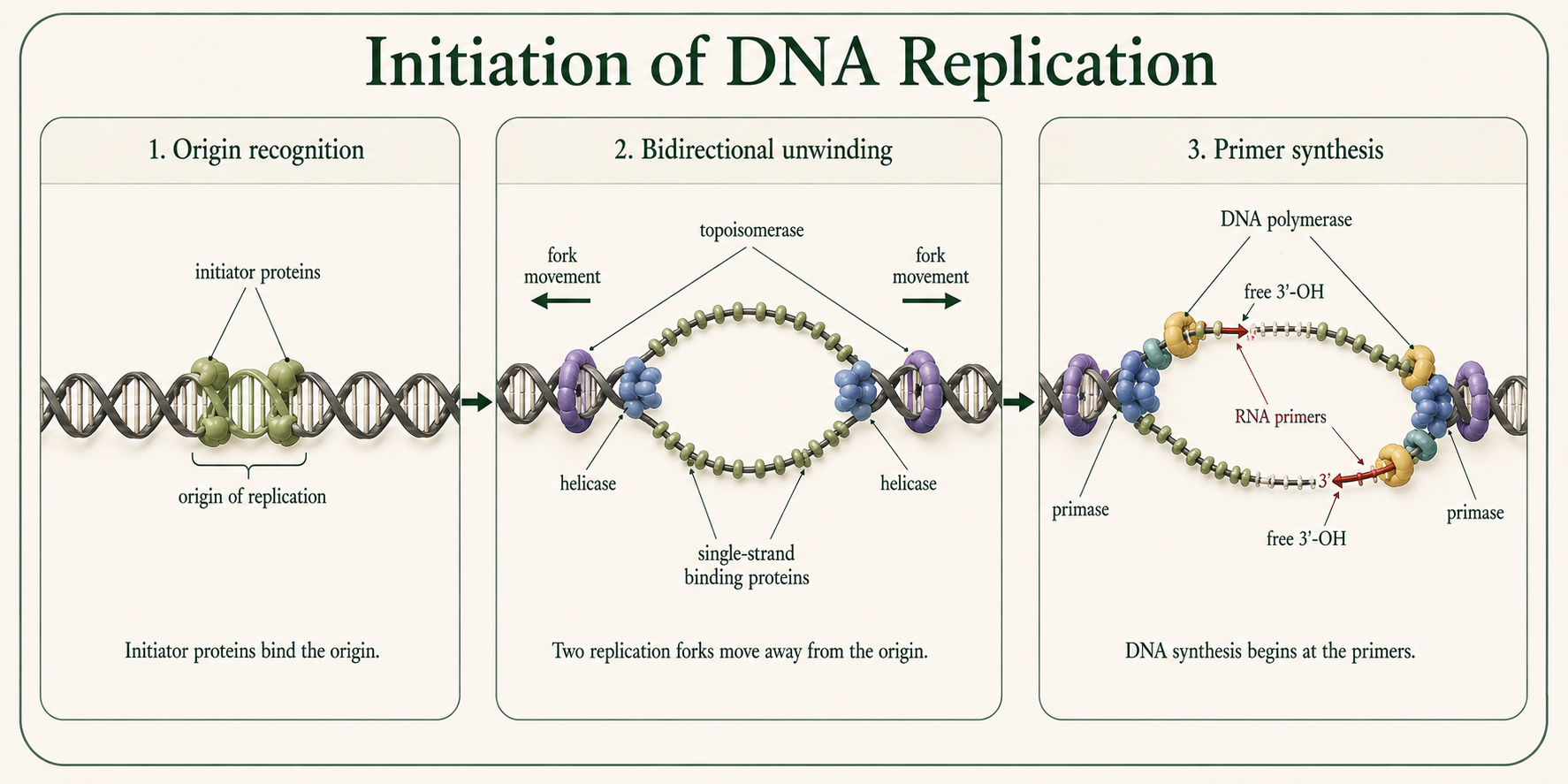 A replication fork shows helicase, single-strand binding proteins, topoisomerase, primase, and RNA primers.