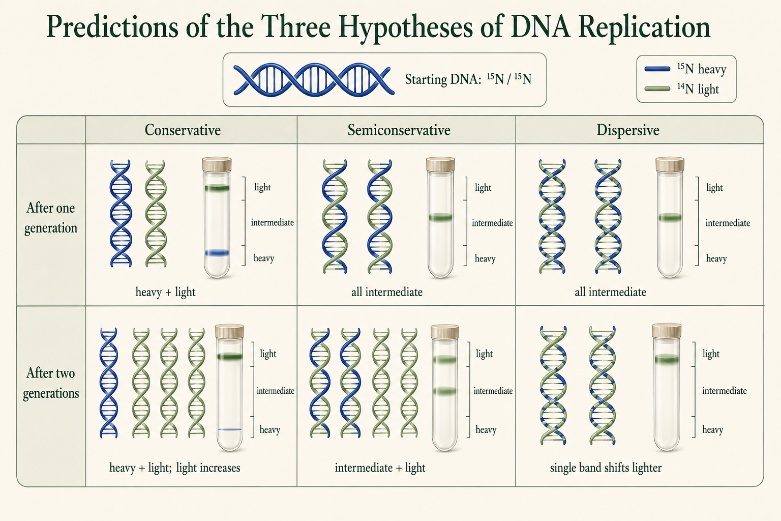 Comparison of conservative, semiconservative, and dispersive DNA-replication predictions after one and two generations, showing DNA strand composition and expected density-gradient bands.