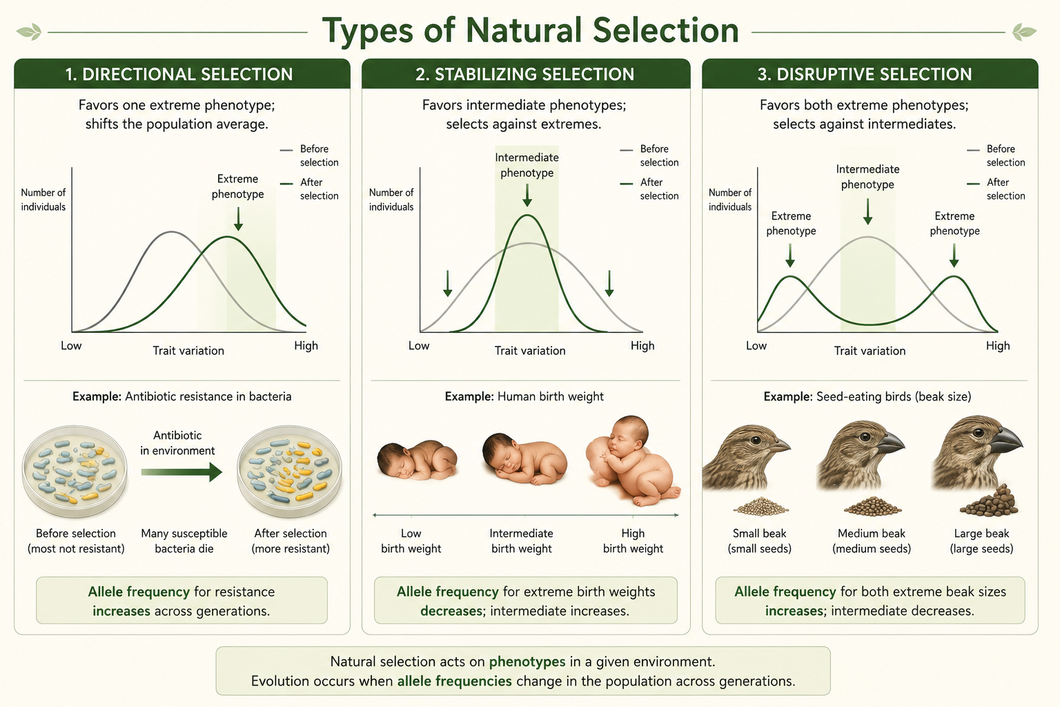 Three panels compare directional, stabilizing, and disruptive selection using trait curves and organism examples to show how fitness changes variation.