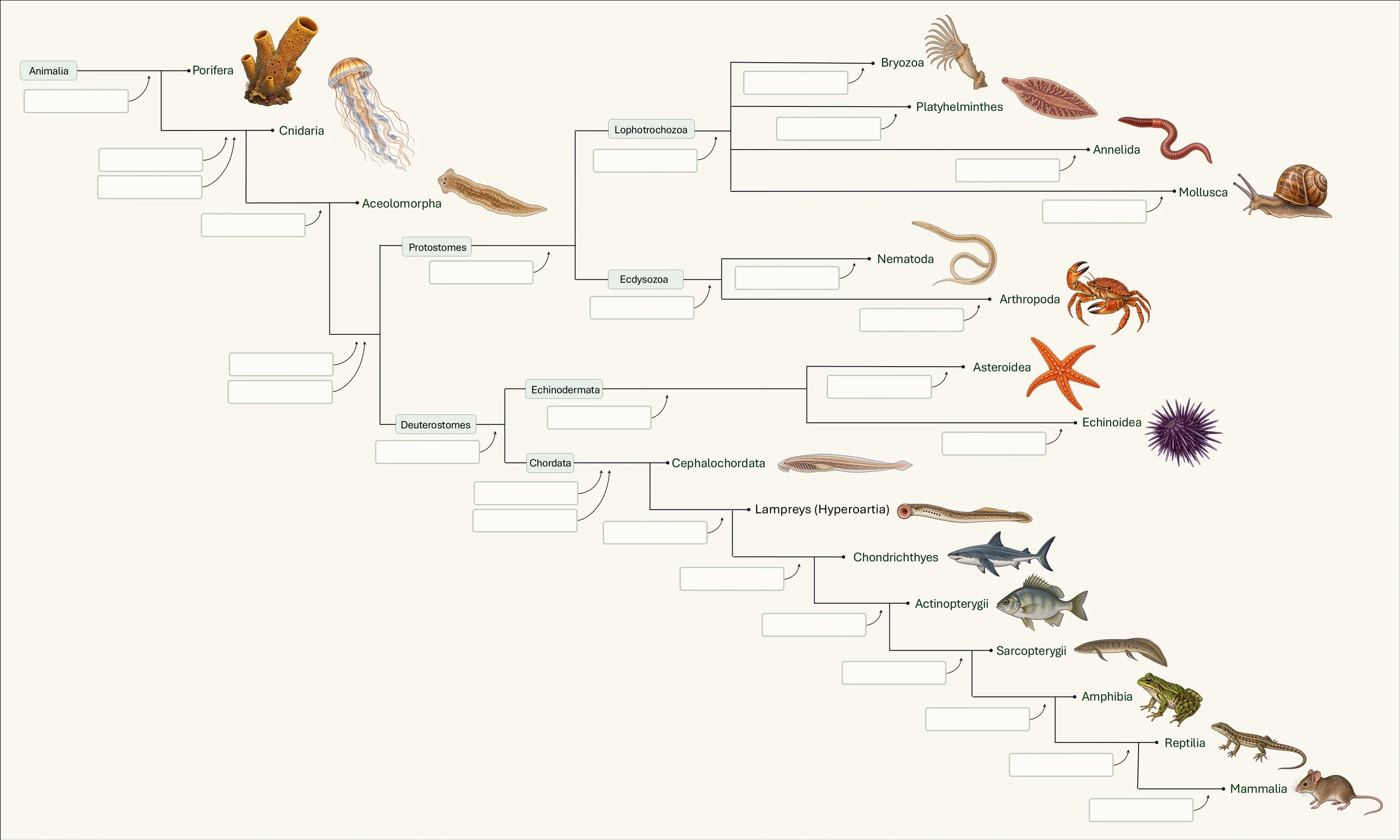 Animal phylogeny showing major animal clades and representative organisms, with 28 blank boxes for placing evolutionary characteristics.
